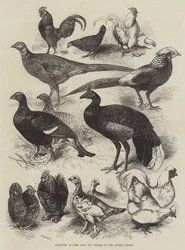 Exhibition of Game Birds and Bantams at the Crystal Palace